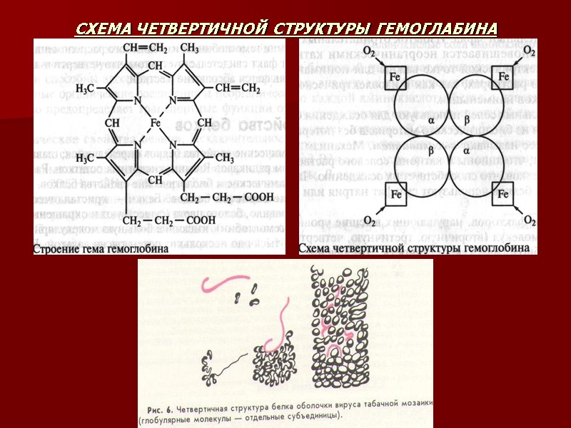 СХЕМА ЧЕТВЕРТИЧНОЙ СТРУКТУРЫ ГЕМОГЛАБИНА